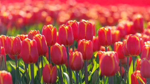 Free Stunning field of red tulips glowing under sunlight, capturing spring's vivid colors. Stock Photo
