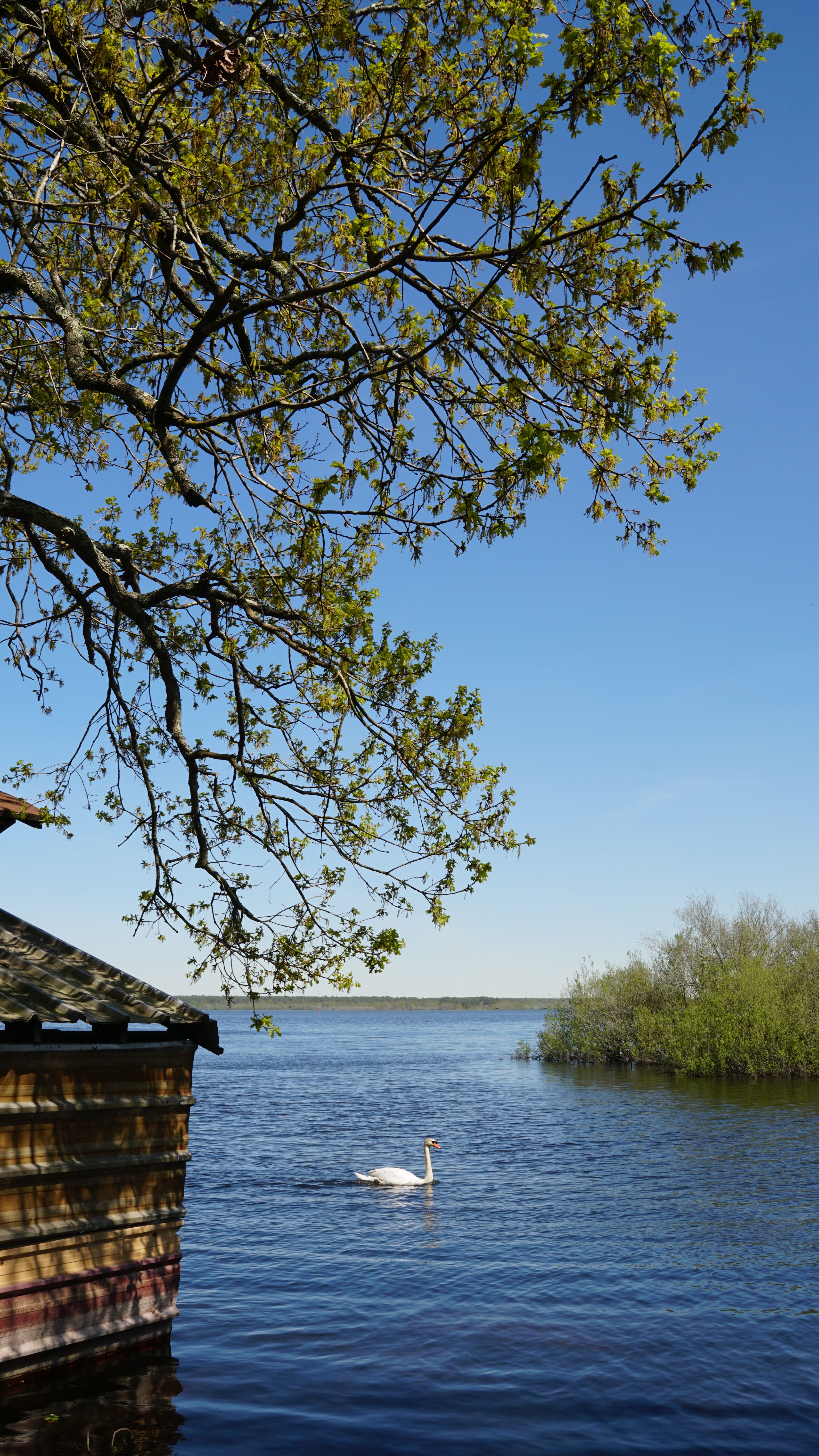 A tranquil lake scene featuring a graceful swan beneath a tree with lush green leaves against a clear blue sky.
