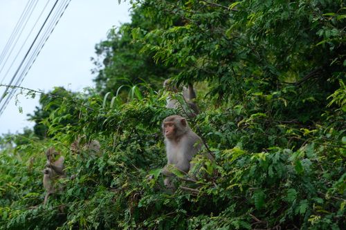 Free A group of monkeys sit among verdant foliage near a roadside, blending with the natural surroundings. Stock Photo