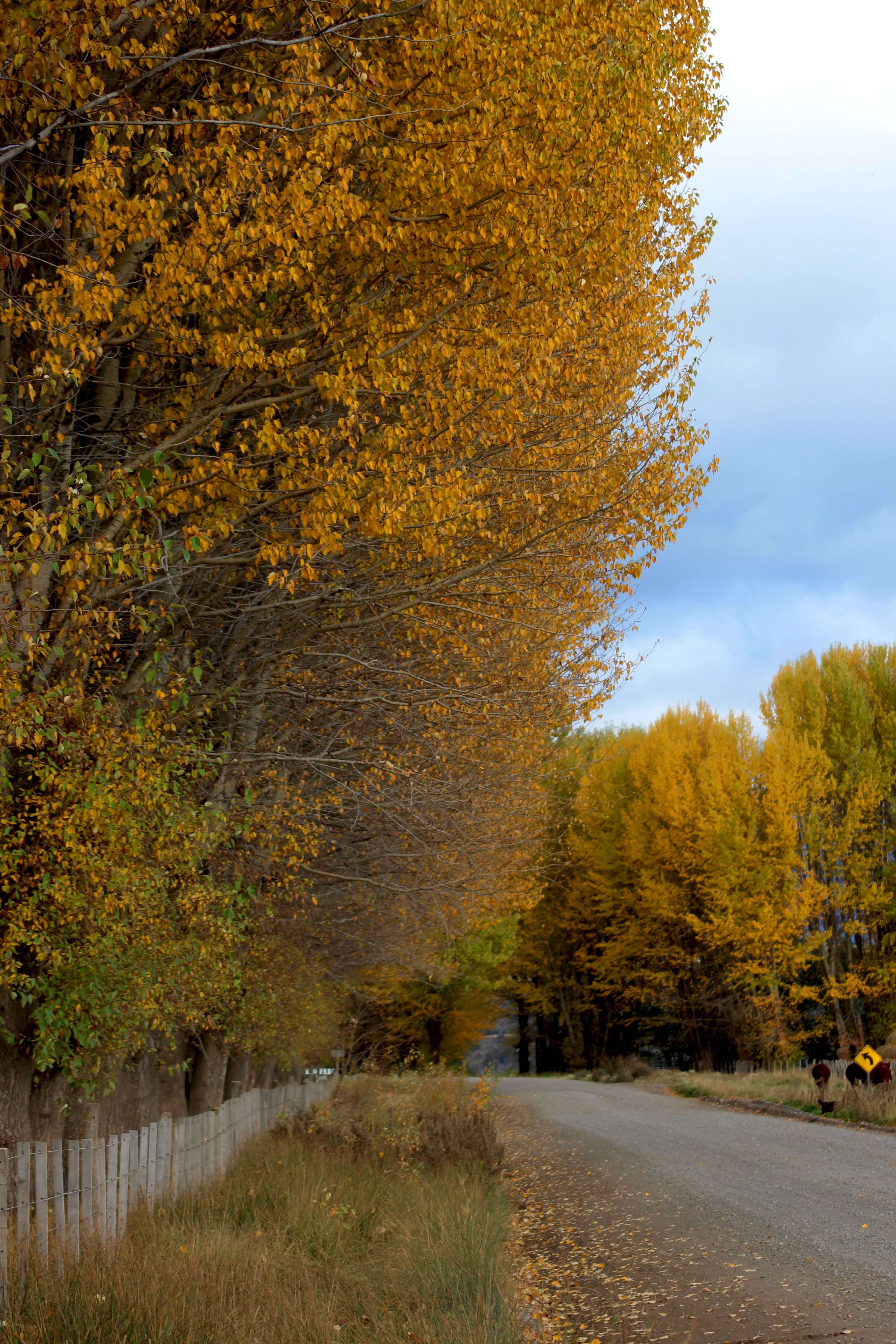 Serene Country Road in Autumn with Golden Foliage · Free Stock Photo
