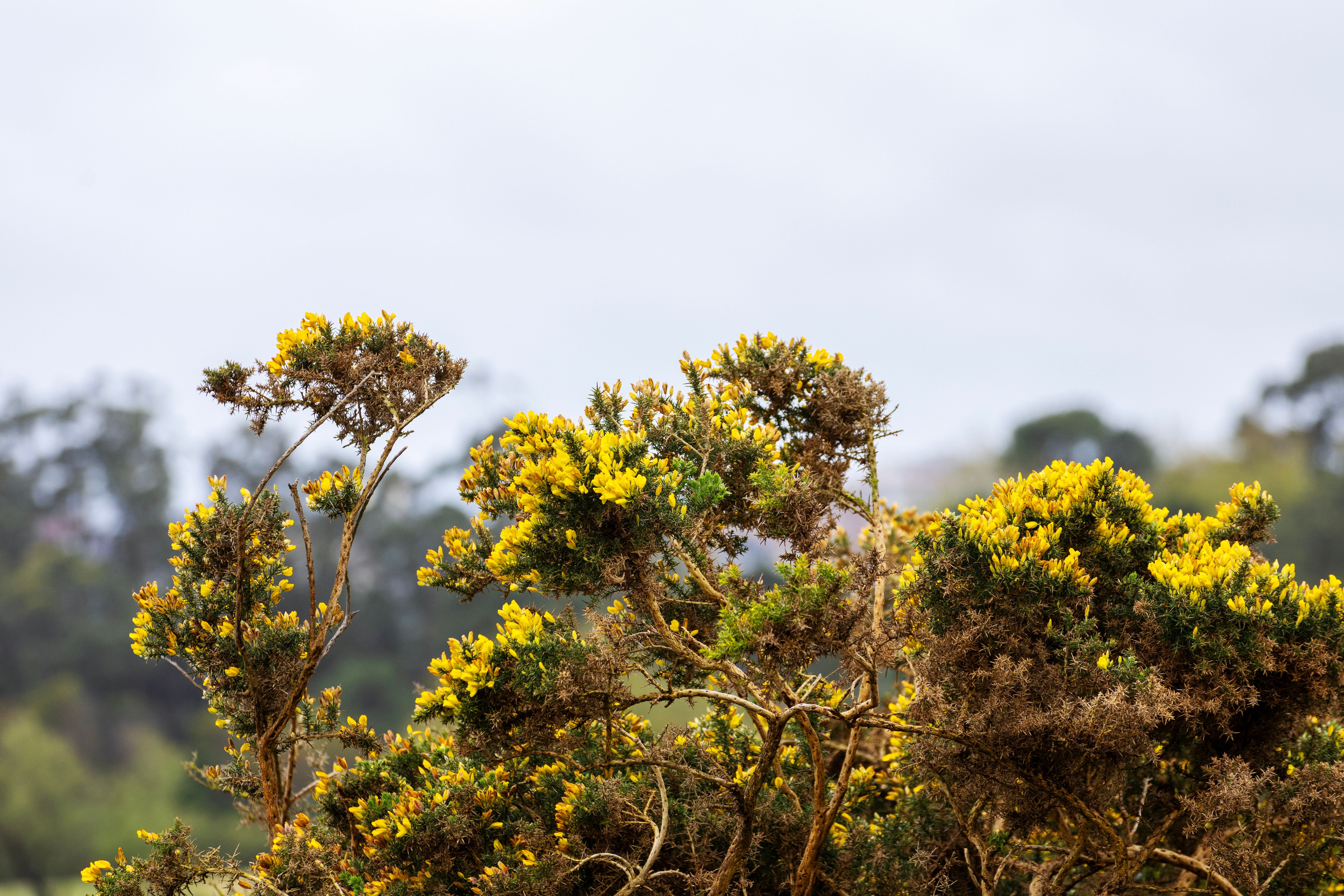 Vibrant Gorse Bush in Natural Habitat · Free Stock Photo