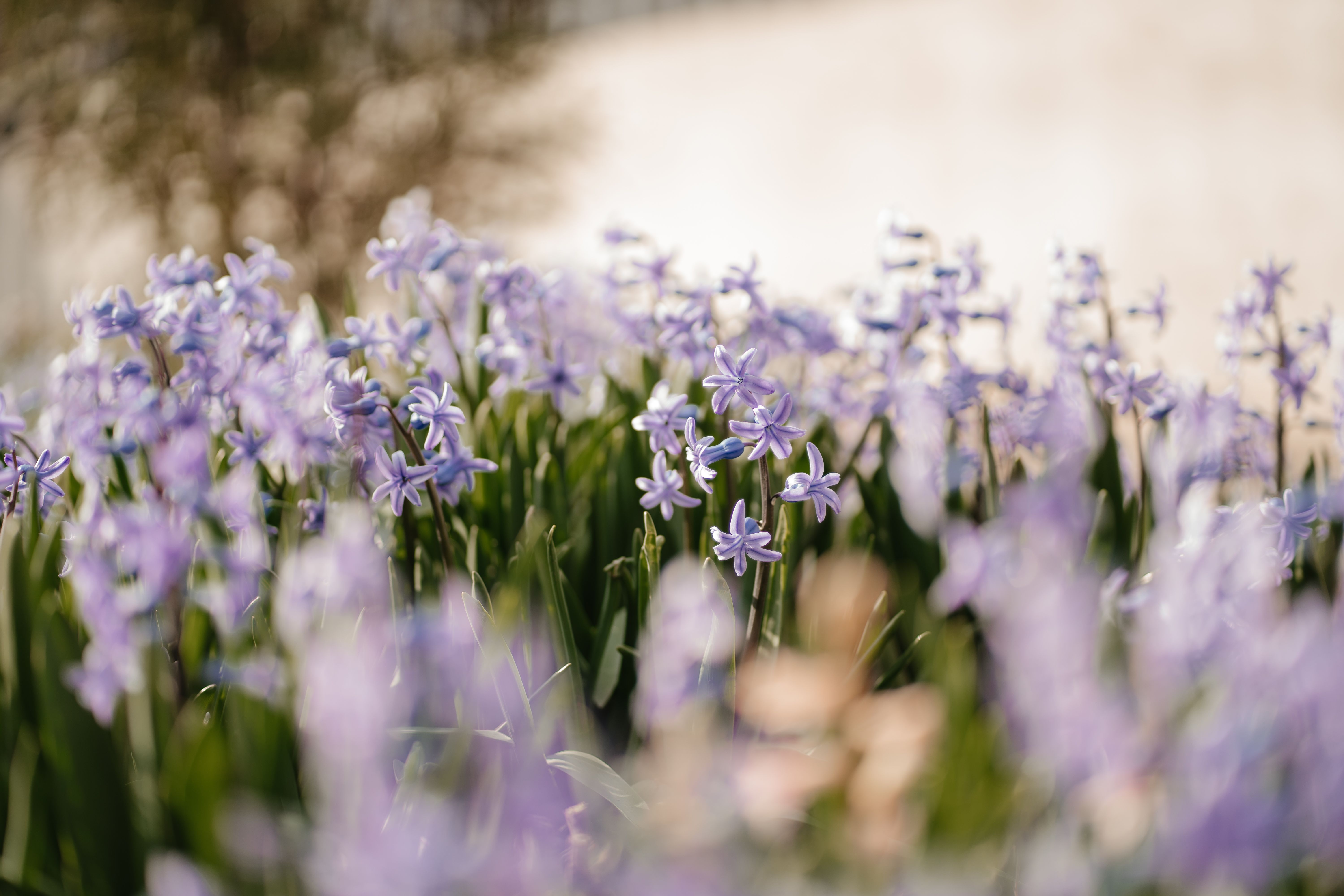 [ColoSach]-close-up-of-purple-flowers-blooming-in-a-lush-spring-garden.