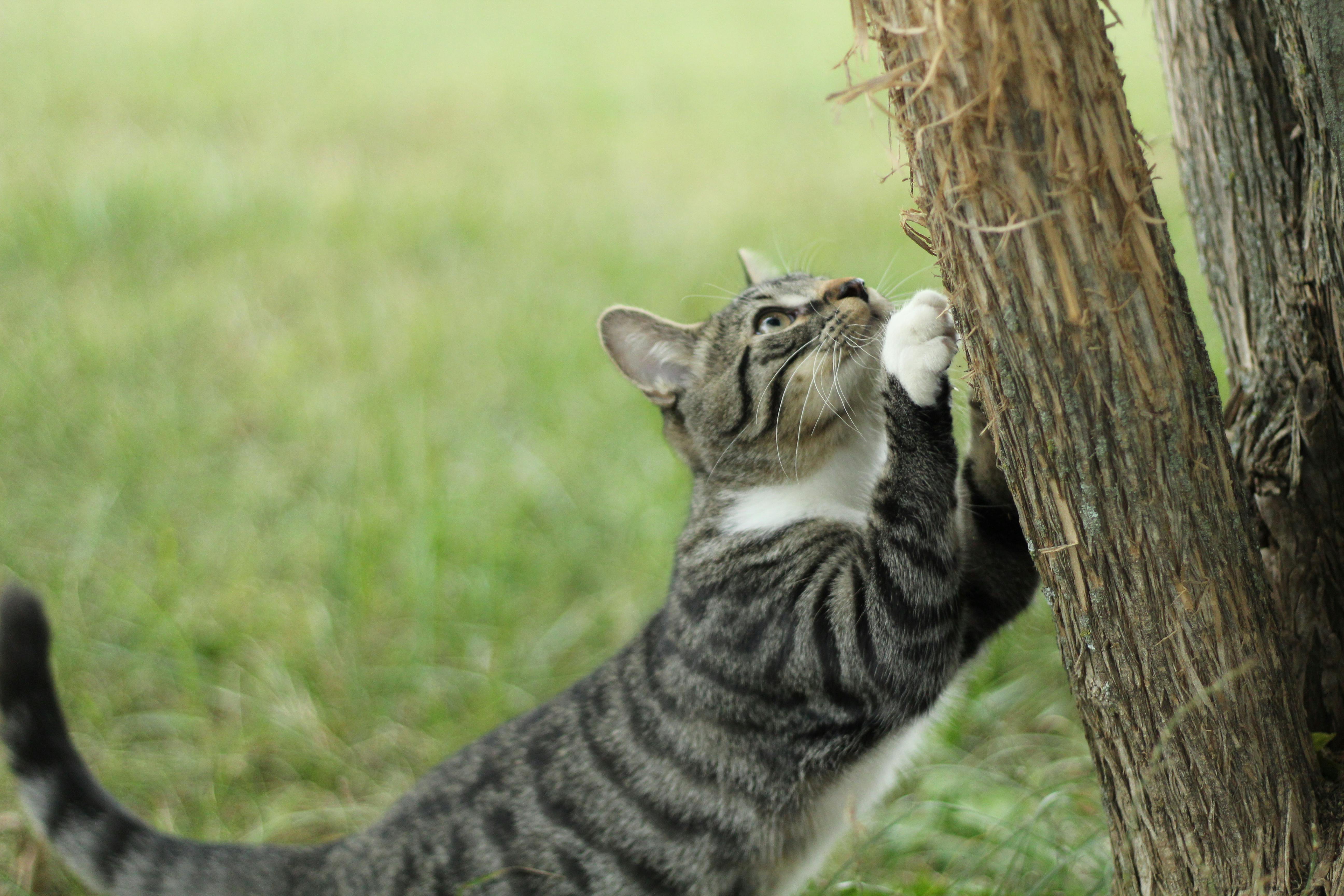 pet care pet grooming — Photo by Eve R on Pexels