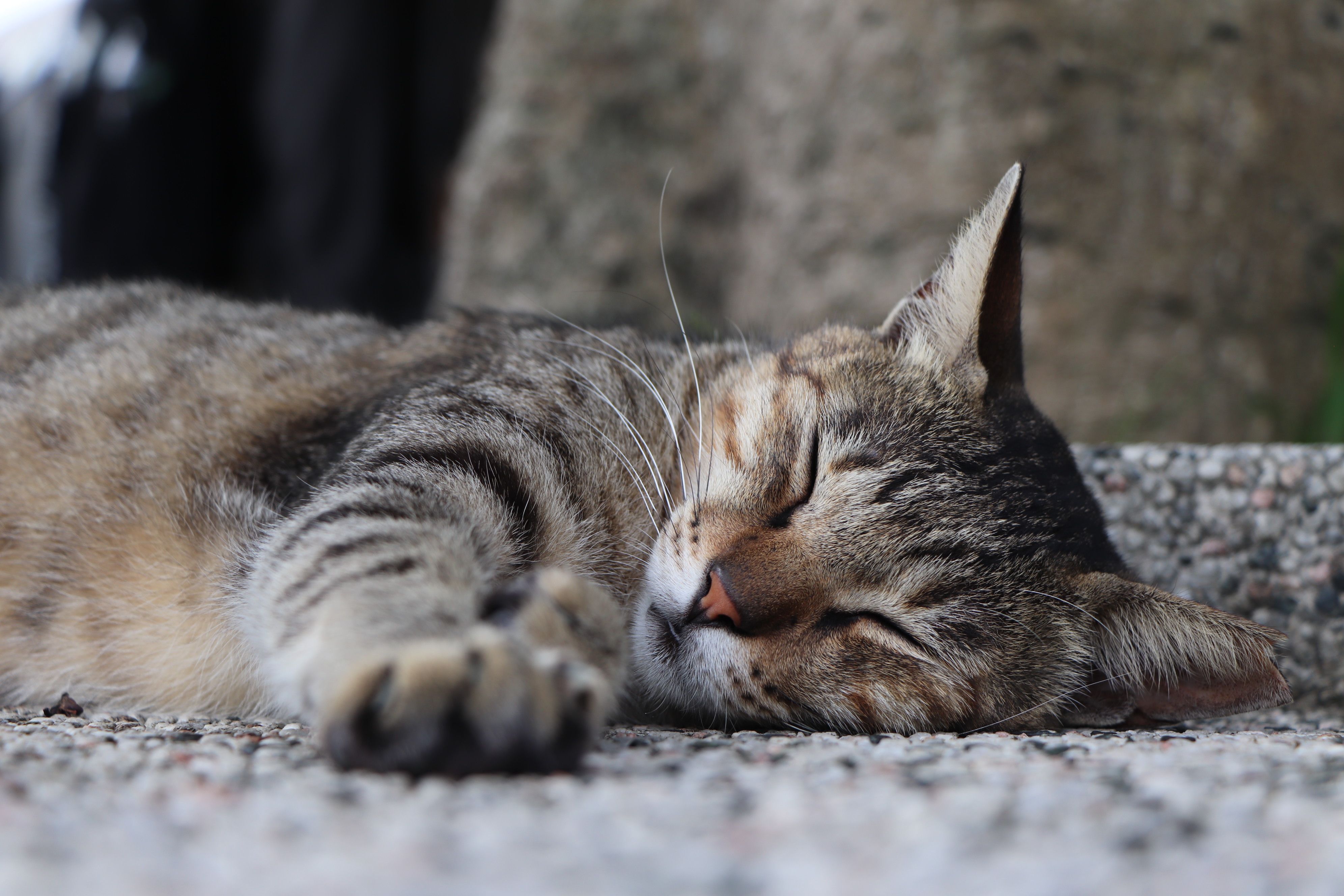 Close-up of a striped tabby cat peacefully sleeping on a stone surface outdoors.