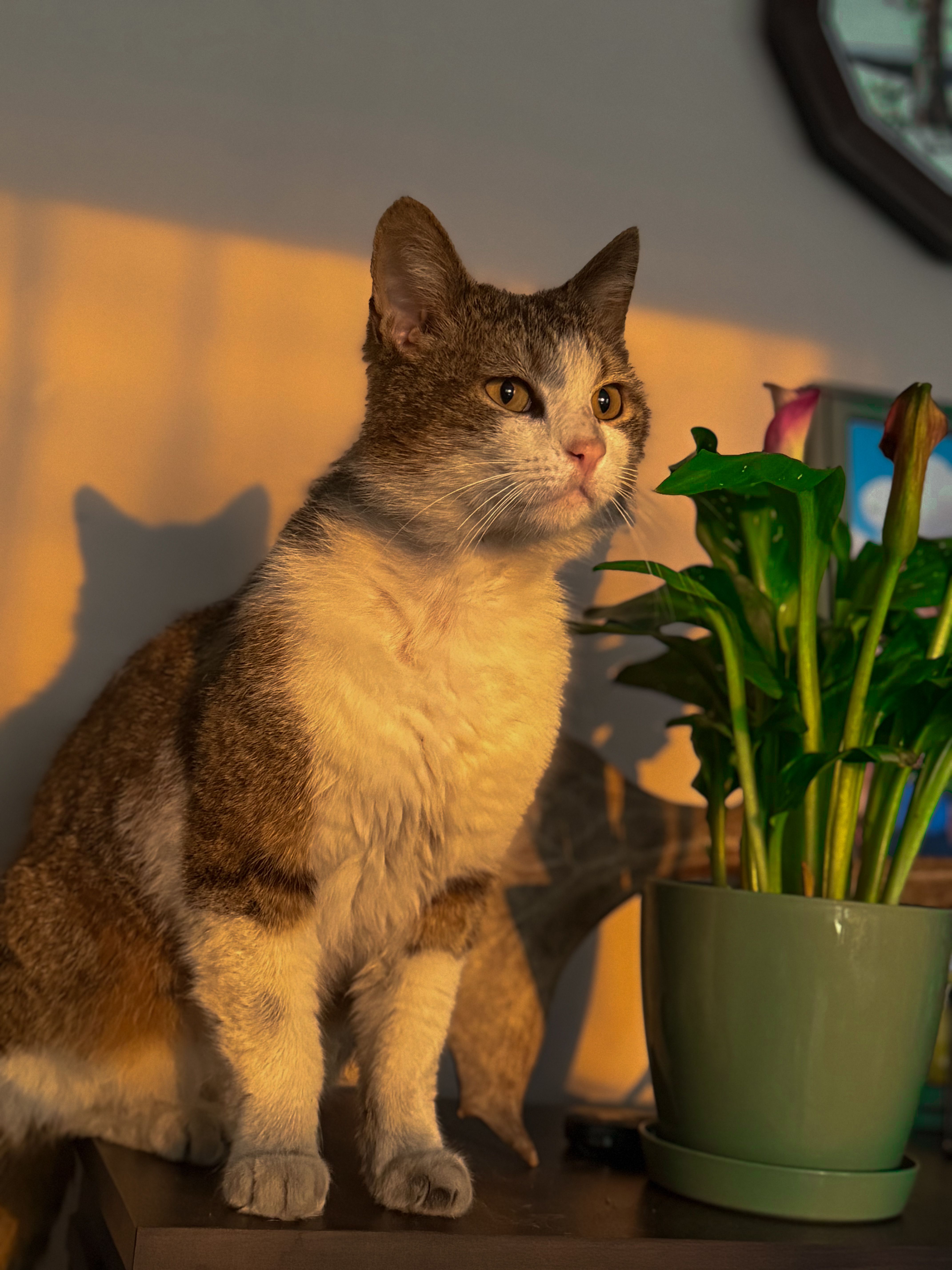 Cat basking in sunset light beside a plant · Free Stock Photo