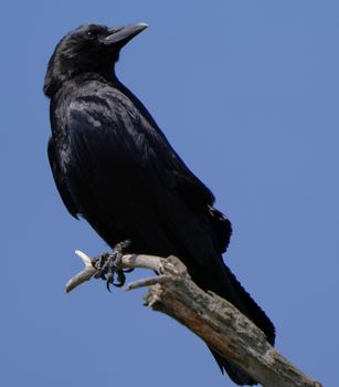crow photo