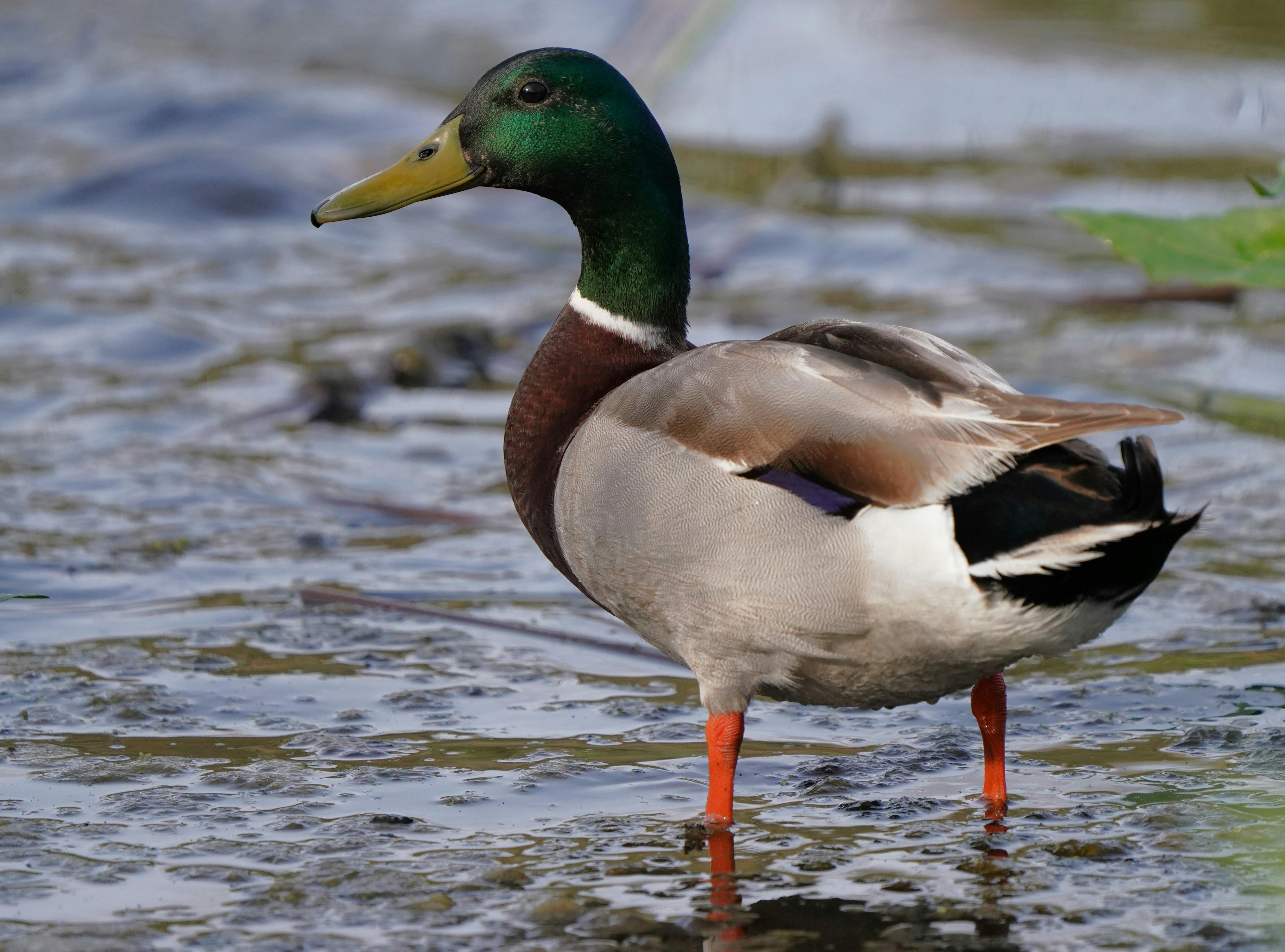 2012 Review of Drake Software — Drake Tax — Photo by Richard Block on Pexels