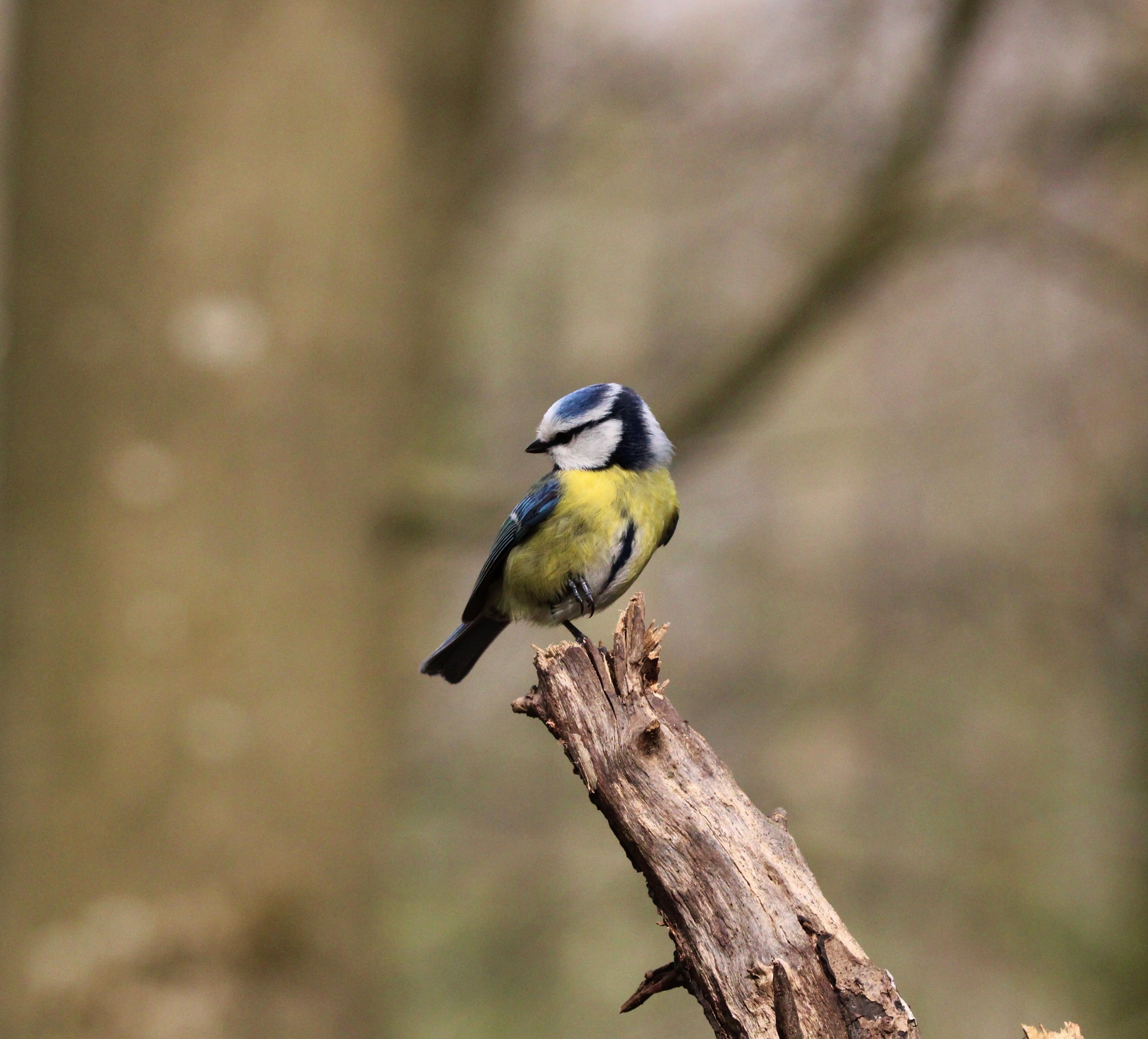 Bird Watching Past Times