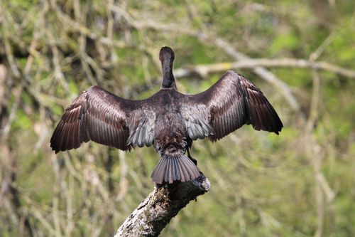 Free A cormorant spreads its wings on a tree branch in Mönchengladbach, Germany. Stock Photo