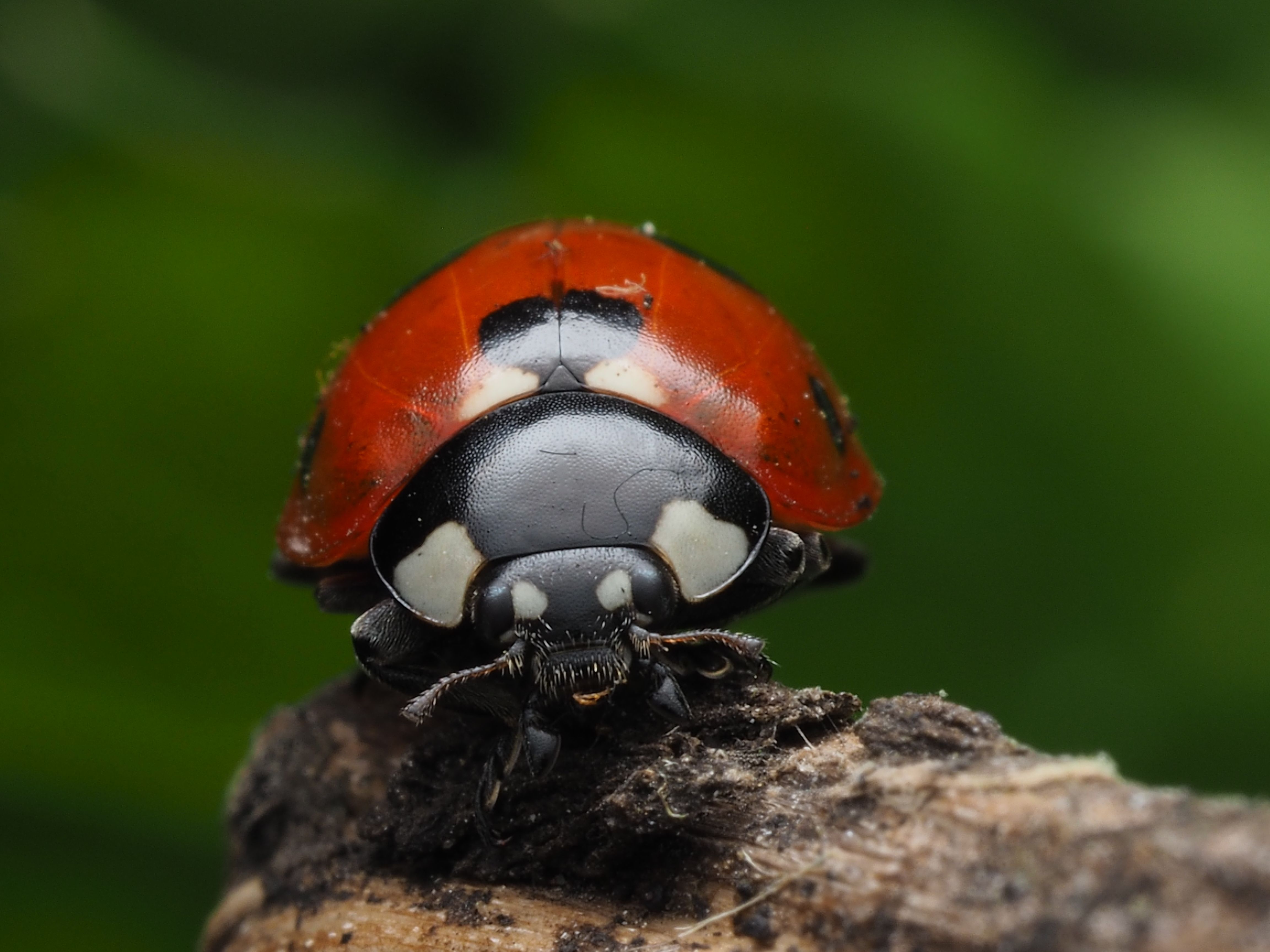 Close-up of Ladybug on a Branch · Free Stock Photo