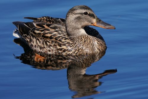 Free A female mallard duck with reflective plumage glides on the calm water in Goleta, California. Stock Photo