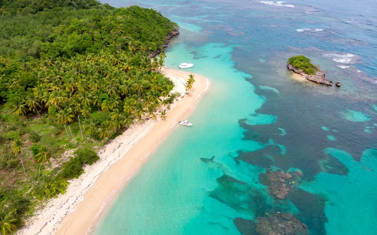 Aerial view of green trees beside body water