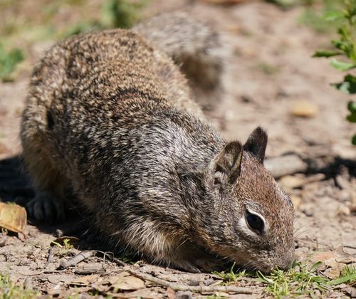 Free California ground squirrel foraging on a sunny day in Goleta, California, showcasing its natural habitat. Stock Photo