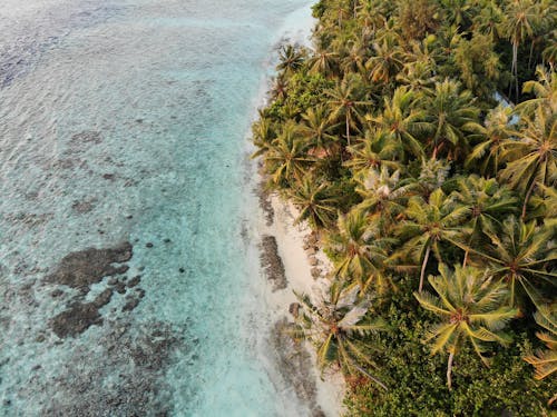 Albero Di Cocco Vicino Al Corpo D'acqua