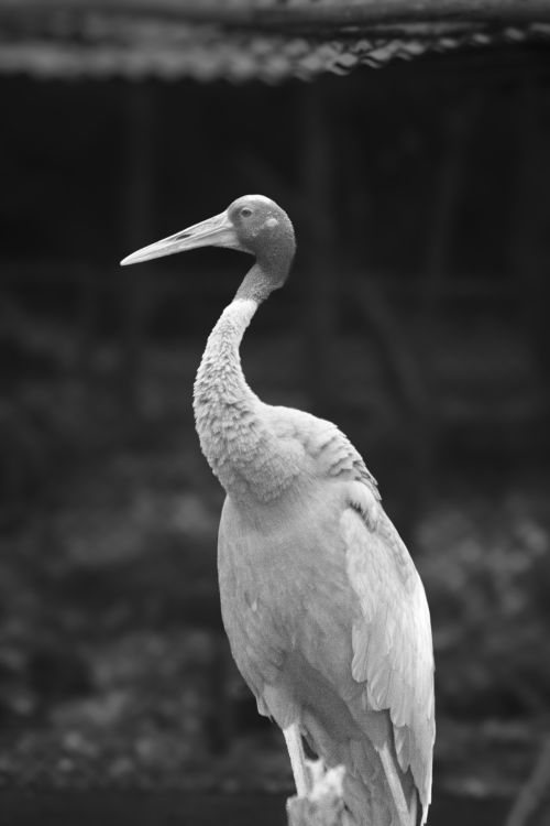 Free Elegant black and white photo of a Sarus Crane in natural habitat. Stock Photo