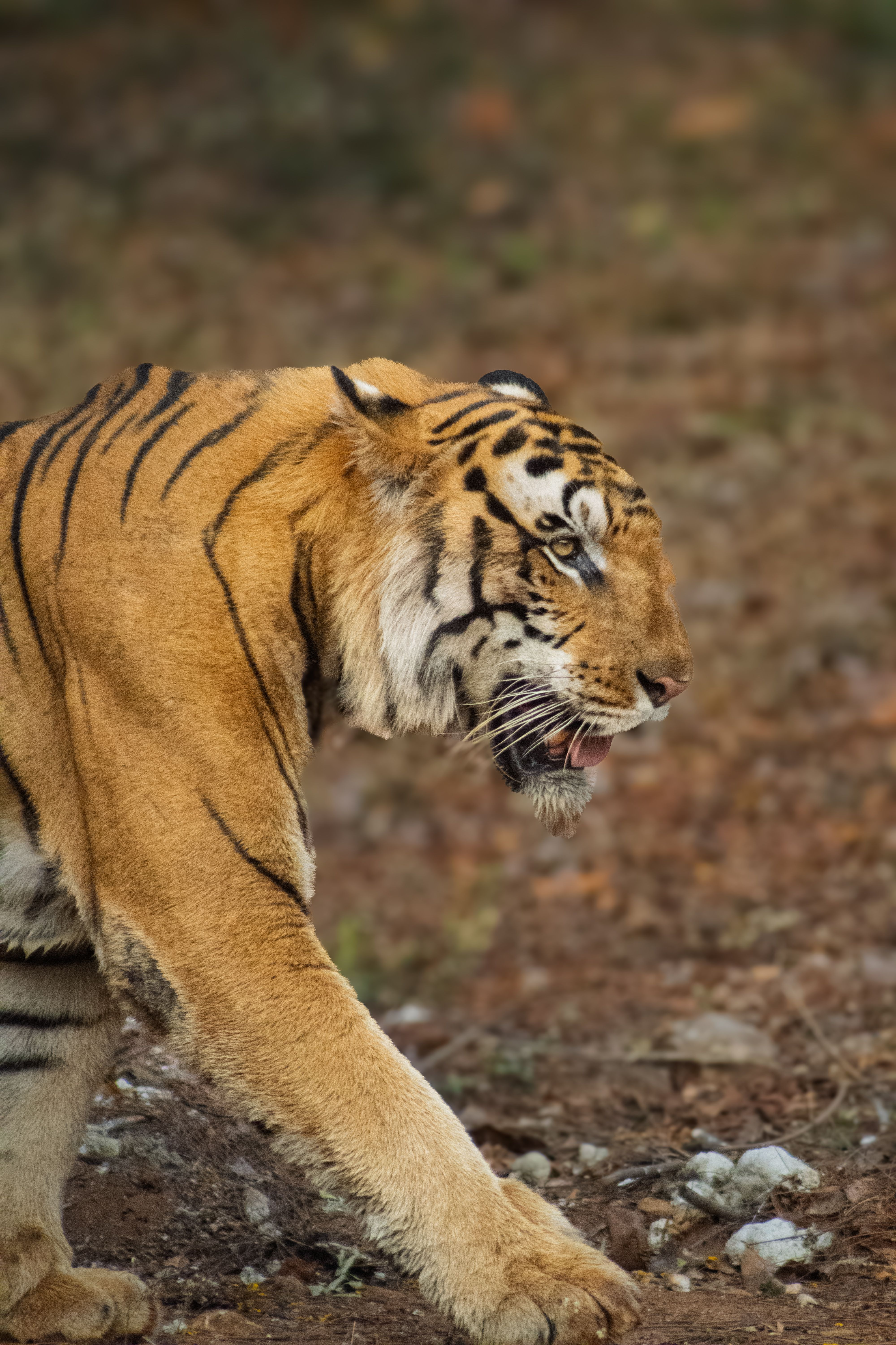 Fotomural Una toma en primer plano de un tigre de Bengala paseando por su hábitat natural, mostrando sus impresionantes rayas.