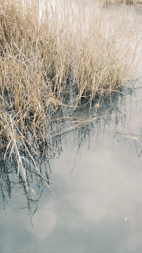 Brown Grass on Body of Water