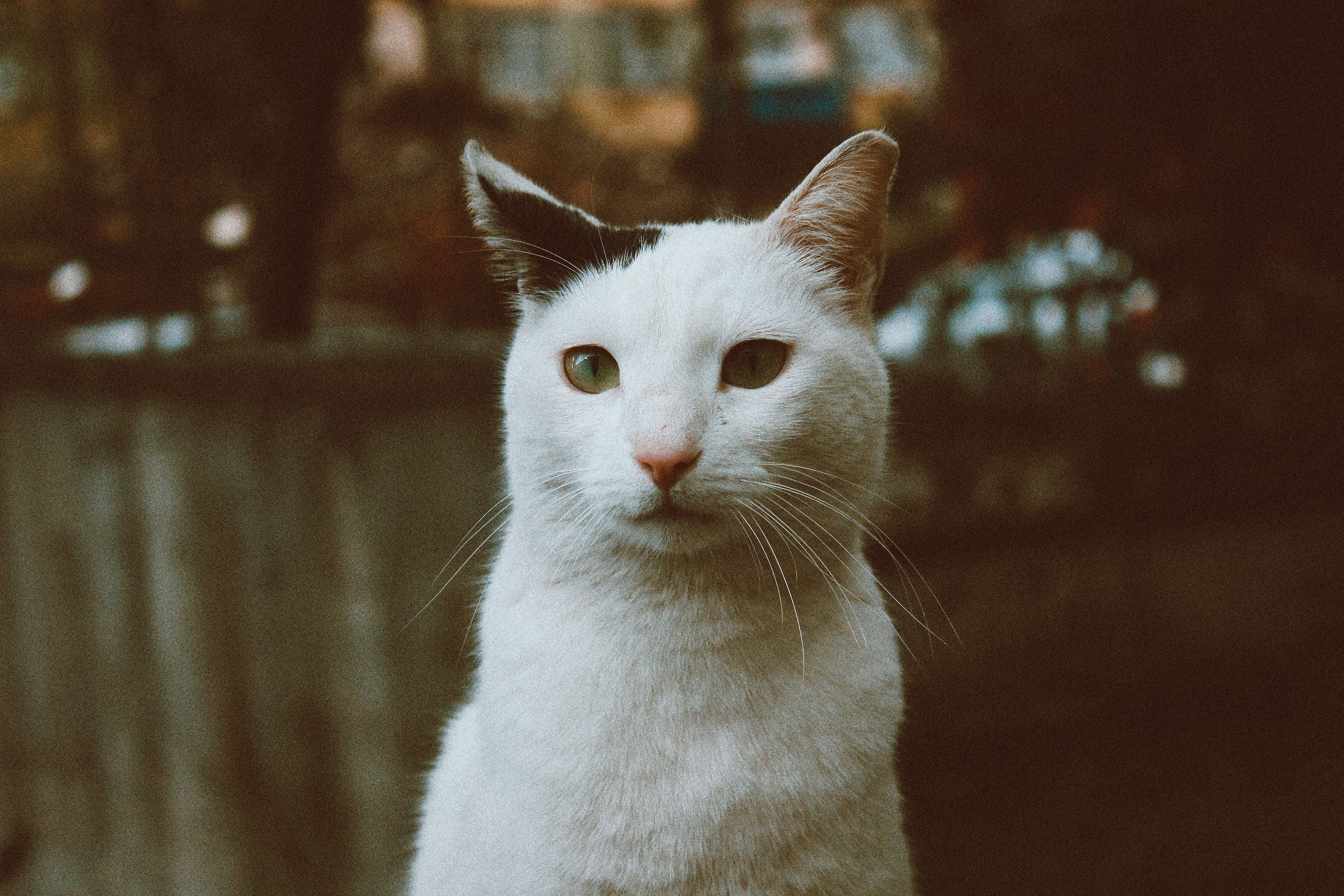 Portrait of a cat at a veterinary clinic