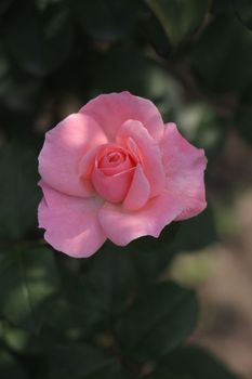 Close-up of a blooming pink rose with soft petals and lush green leaves.