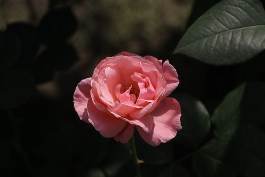 A detailed view of a vibrant pink rose in full bloom against a dark green leafy background.