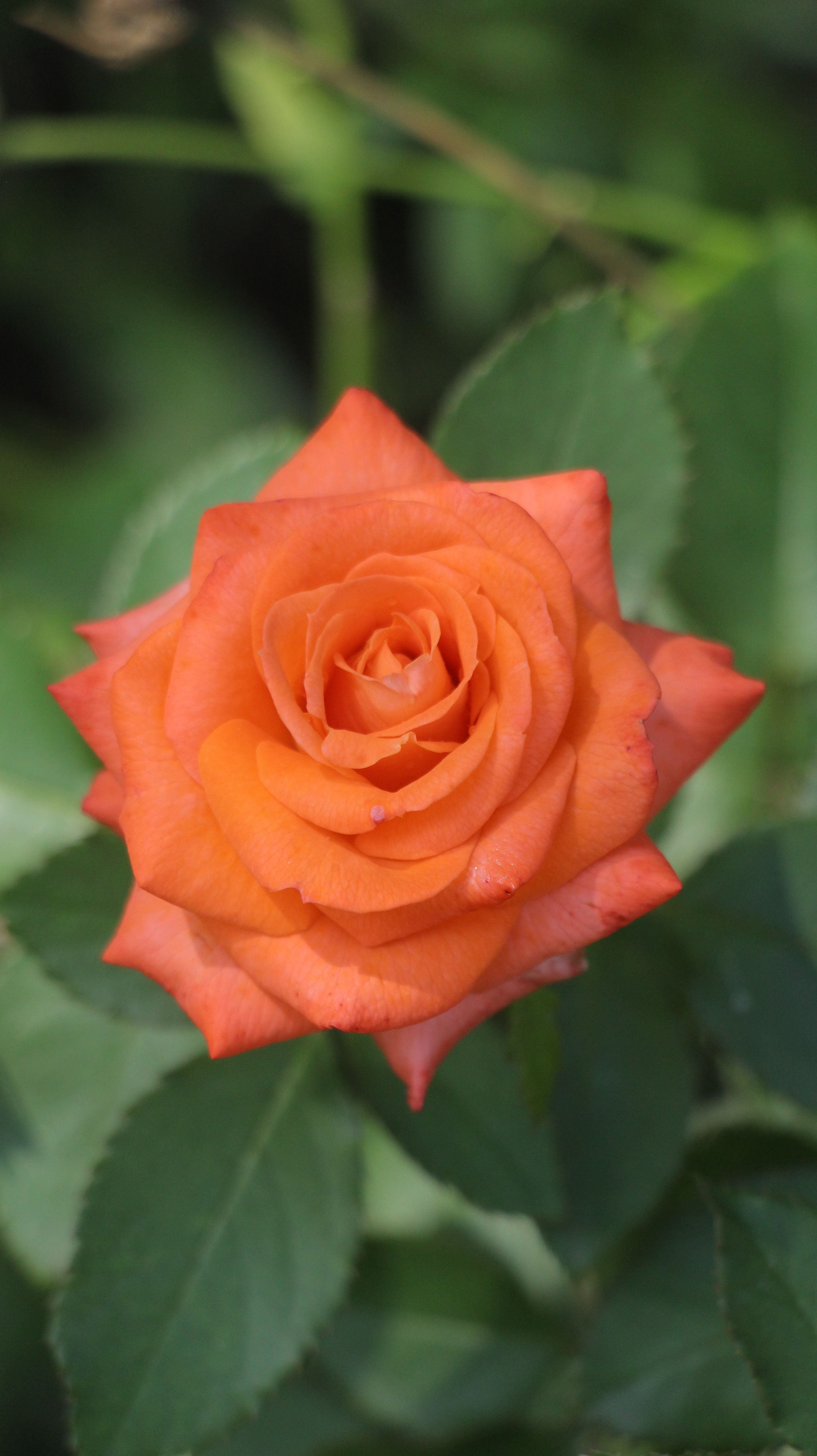 Detailed close-up of an orange rose blooming with lush green leaves in a garden setting.