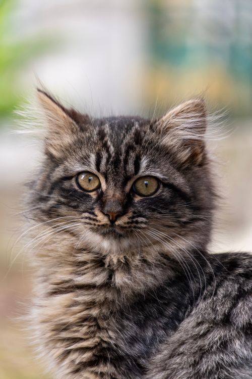 Free Close-up of a fluffy tabby kitten with a blurred background, captured outdoors in natural light. Stock Photo