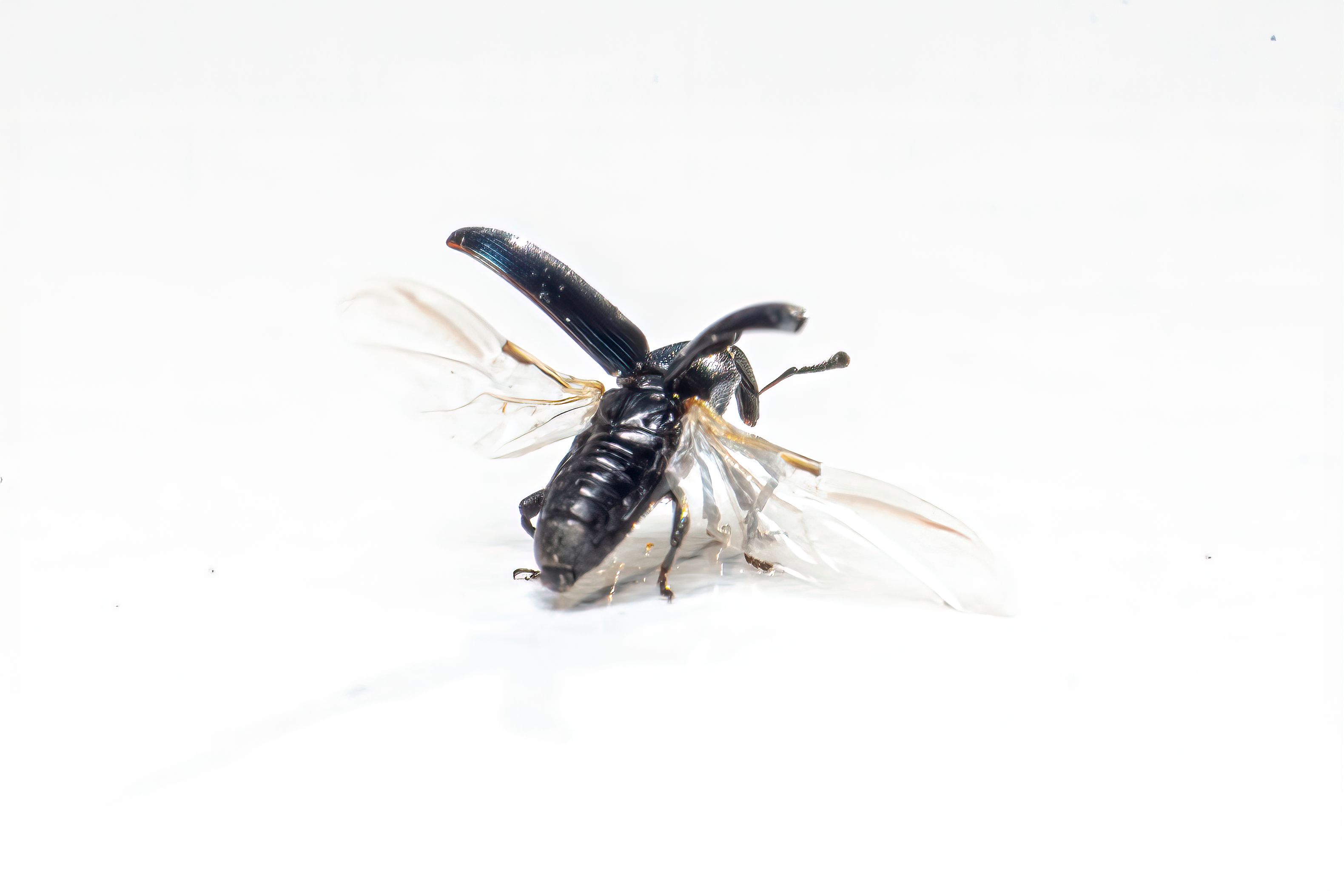 Close-up of a Flying Weevil on a White Background · Free Stock Photo