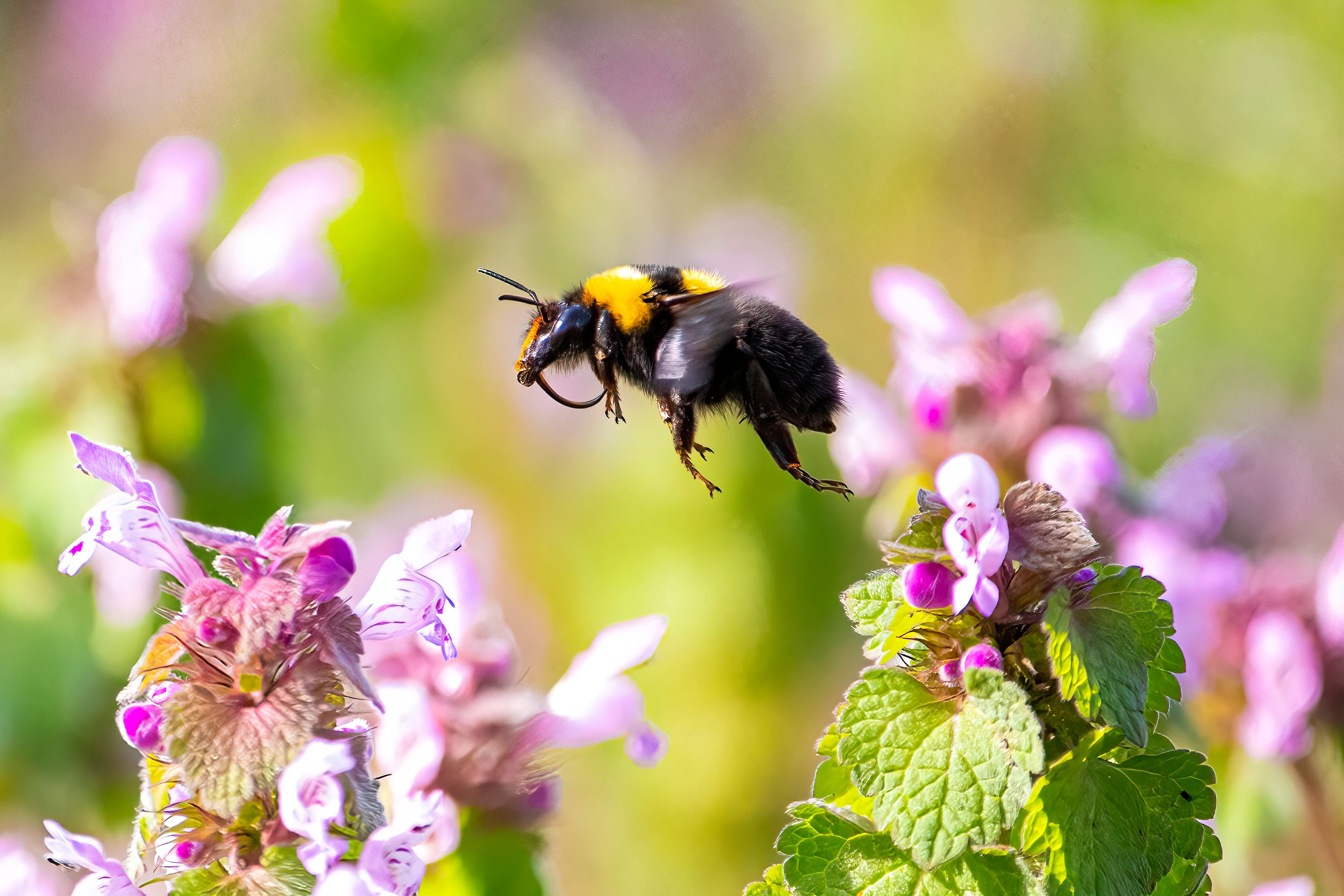 Close-up of Bumblebee Pollinating in Springtime Bursa · Free Stock Photo