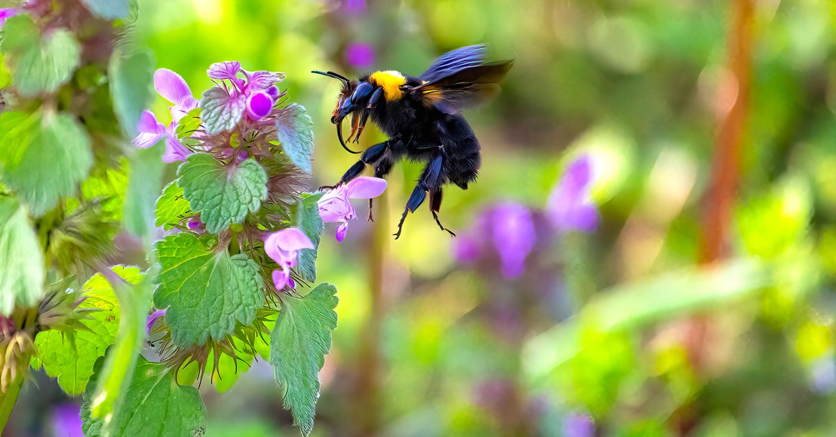 Detailed shot of a bumblebee pollinating purple flowers in a spring garden.