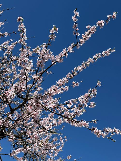 Free Vibrant cherry blossoms in full bloom set against a clear blue sky, capturing the essence of spring. Stock Photo