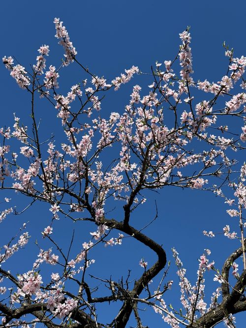 Free Beautiful cherry blossoms in full bloom against a vivid blue sky, symbolizing spring's arrival. Stock Photo