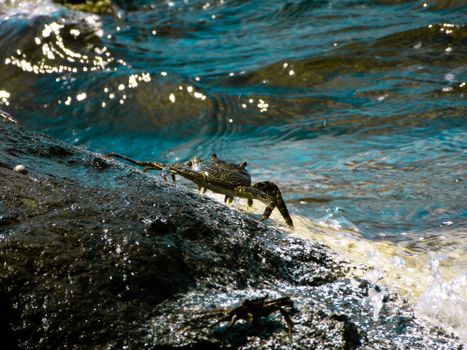 crab photo
