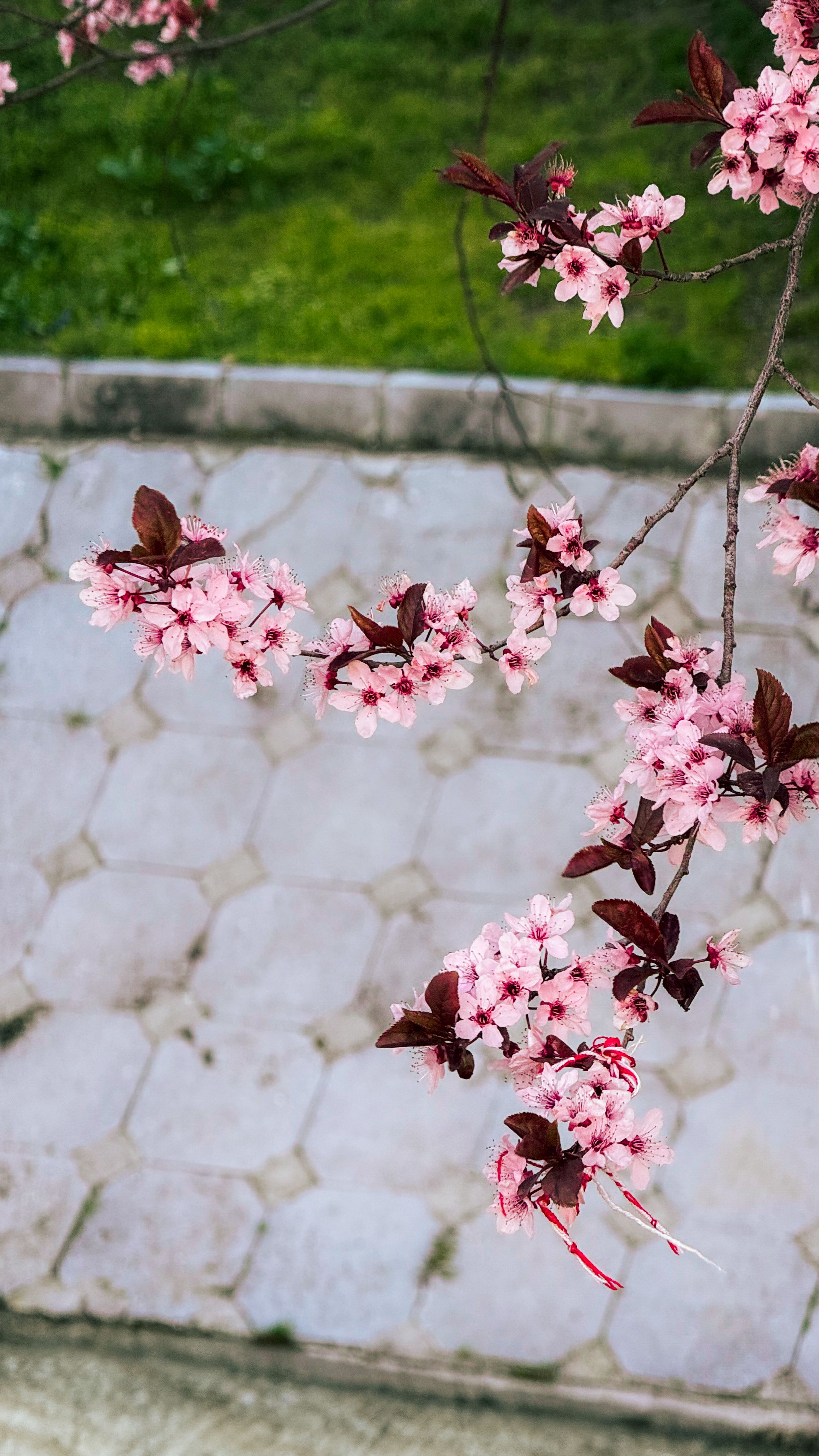 Imagine de stoc gratuită cu aleea din grădină, arboricultură, arc ...