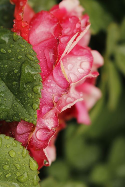 Free Macro shot of a red rose with dew-covered petals and green leaves, creating a fresh and vibrant feel. Stock Photo
