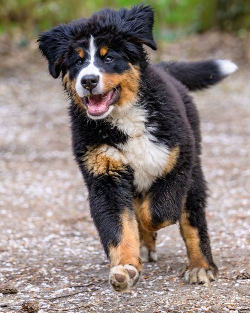 Free Adorable Bernese Mountain Dog puppy joyfully running outdoors on a gravel path. Stock Photo