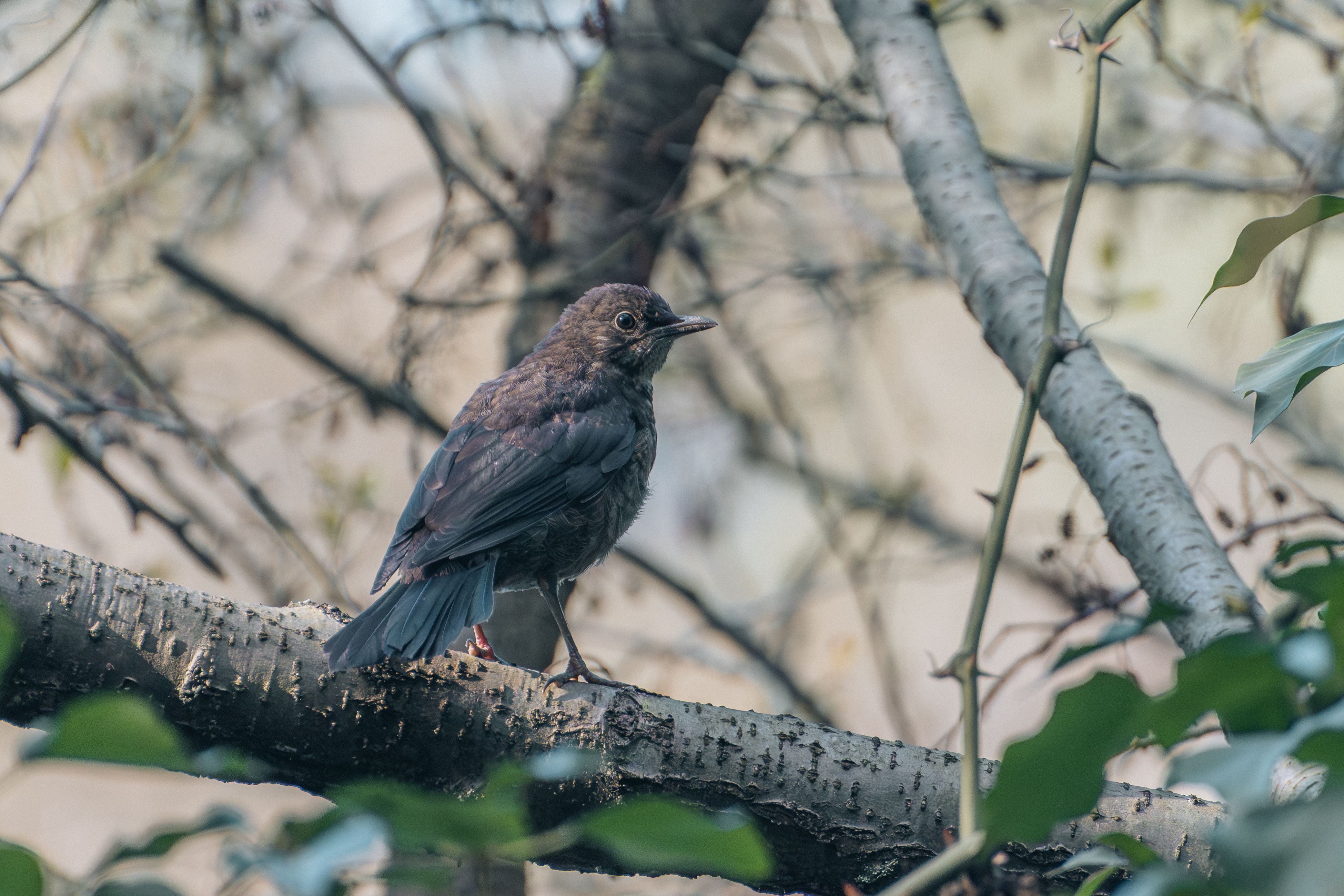 Close-up of a Songbird on a Tree Branch · Free Stock Photo
