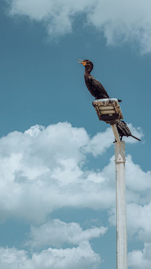 Free A cormorant perches atop a light post with a cloudy sky background. Stock Photo