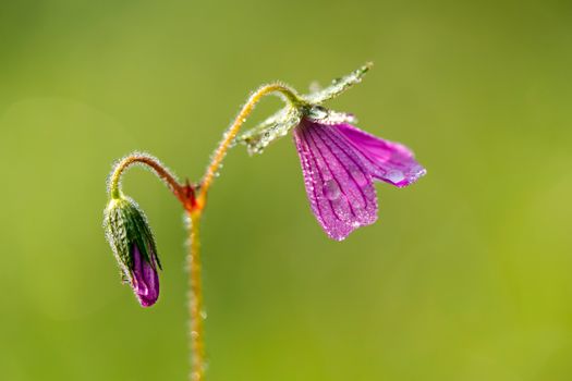 Macro shot of a beautiful pink flower covered in morning dew, highlighting nature's beauty.
