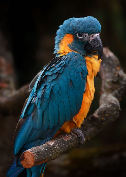 Free Vibrant Blue-and-Gold Macaw perched on a branch displaying its striking feathers. Stock Photo