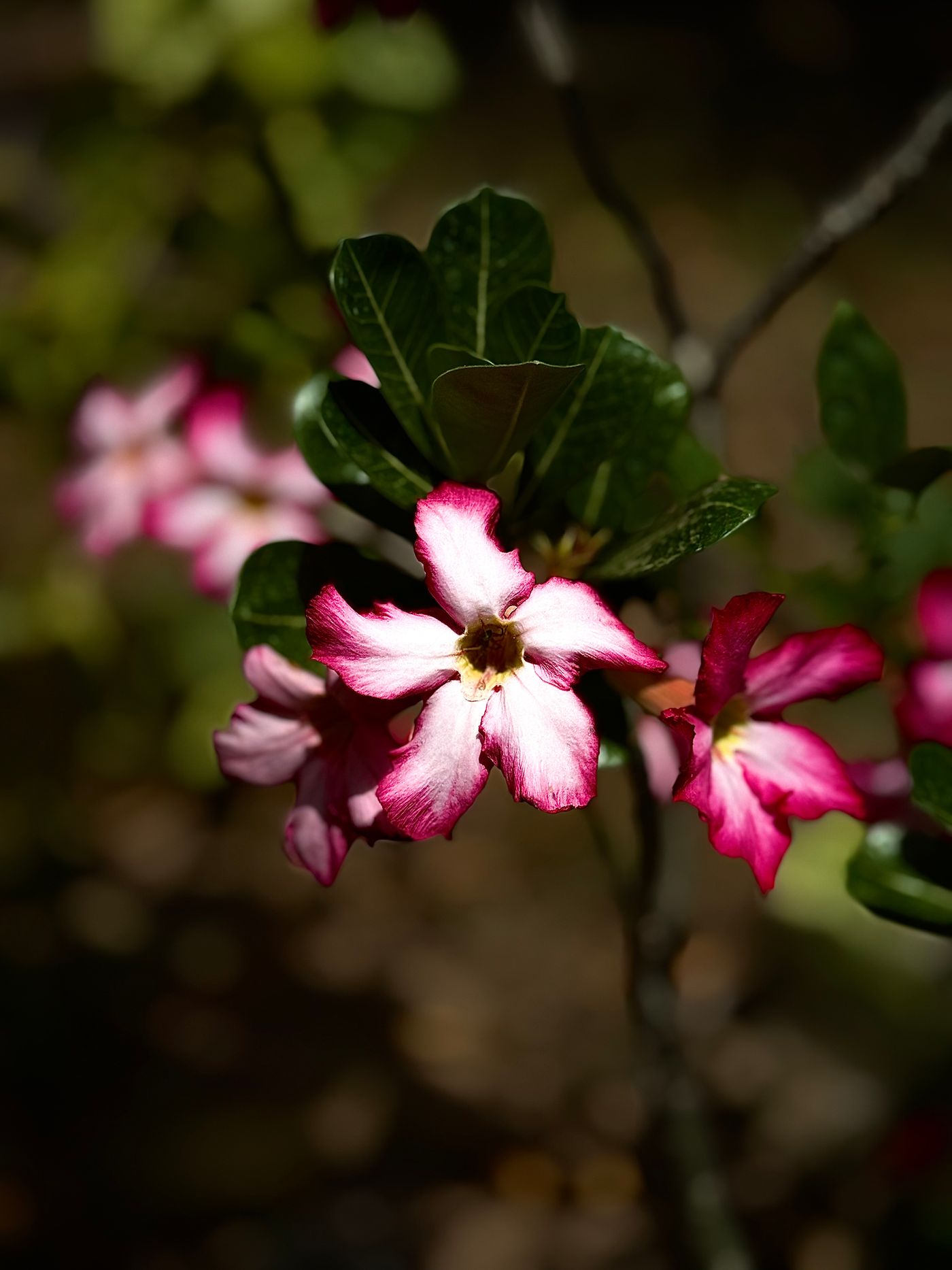 Foto de stock de adenium: detalhe botânico