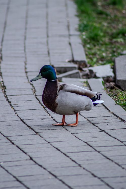 Free A mallard duck strolls along a paved path in a park in Lviv, Ukraine. Stock Photo