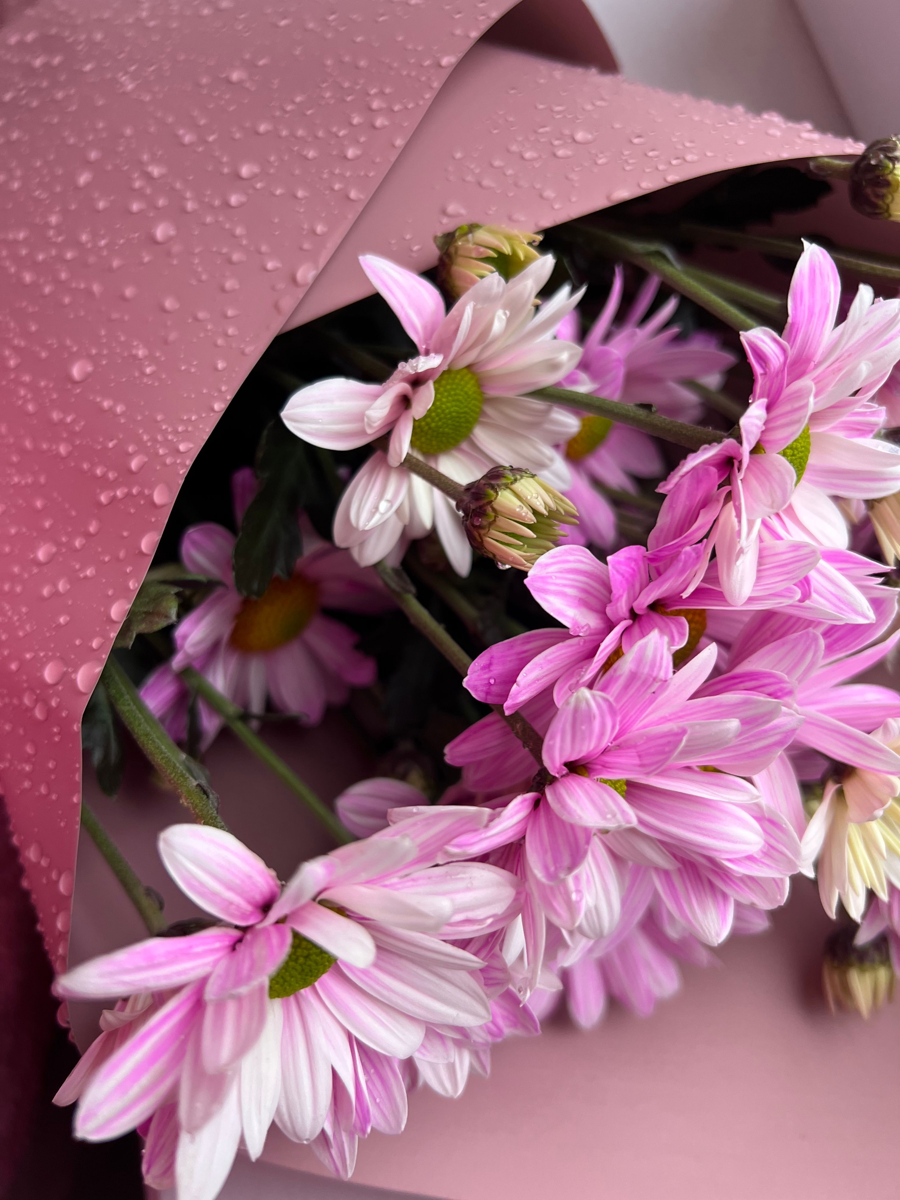 [ColoSach]-a-bouquet-of-pink-daisies-elegantly-wrapped-in-dew-covered-pink-paper,-creating-a-refreshing-floral-arrangement.