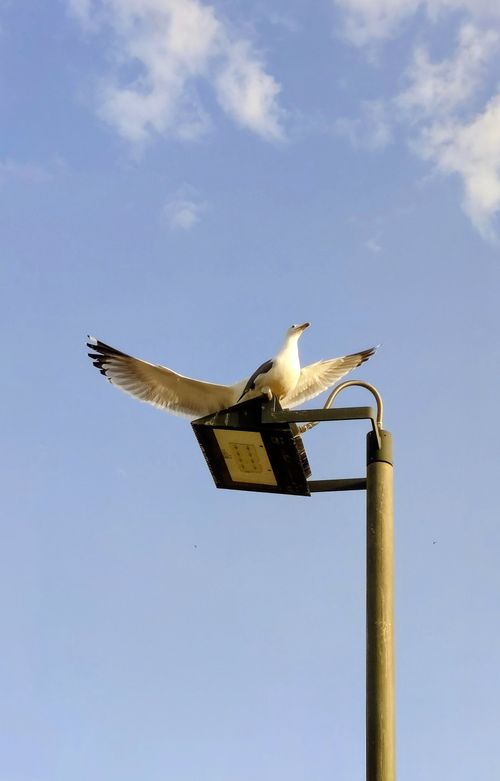 Free A seagull spreads its wings while perched on a street light against a clear blue sky. Stock Photo