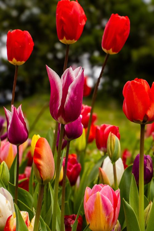 Free Colorful tulips blooming in a lush garden, showcasing spring's vibrant beauty. Stock Photo