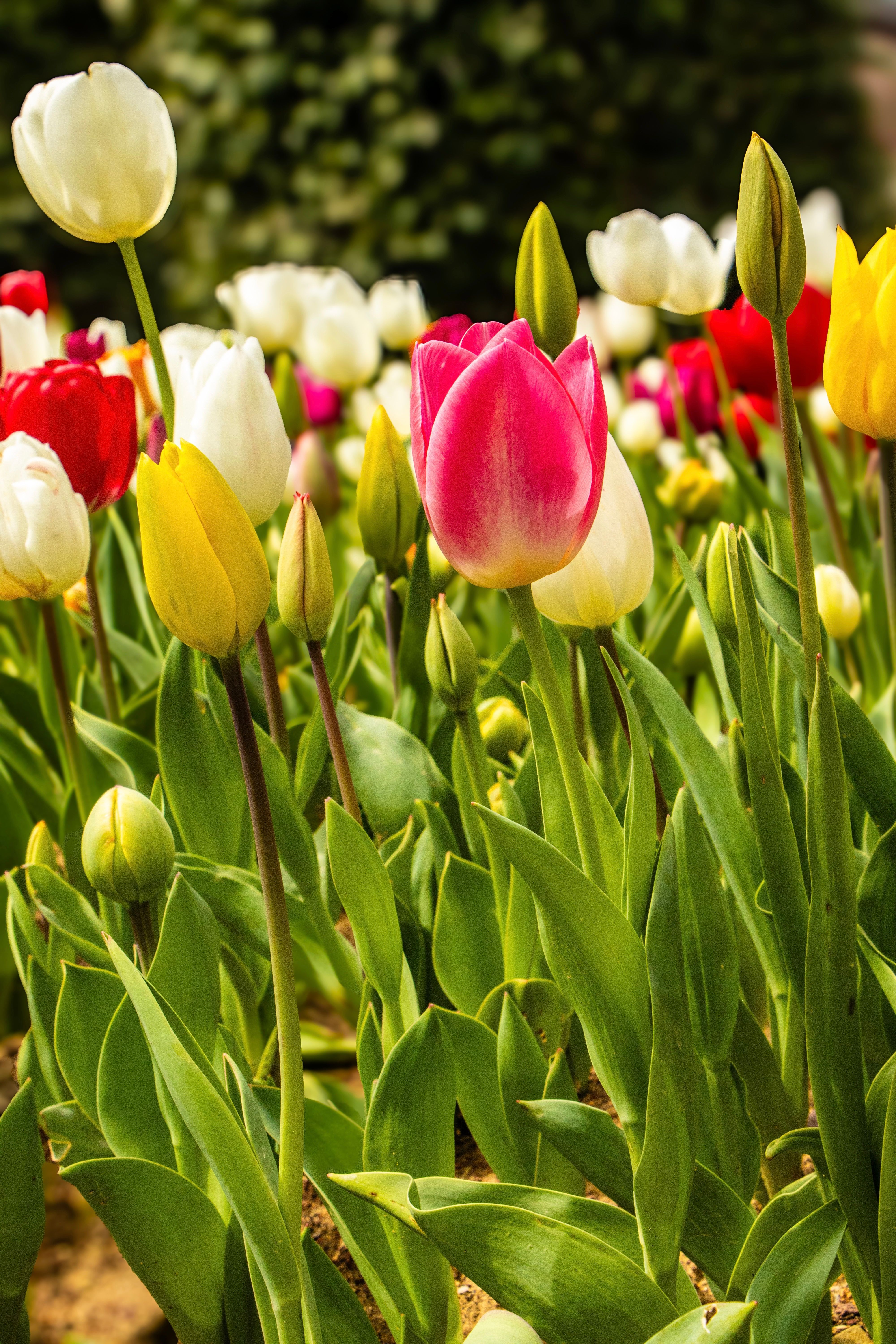 Colorful Tulips Blooming in Spring Garden · Free Stock Photo
