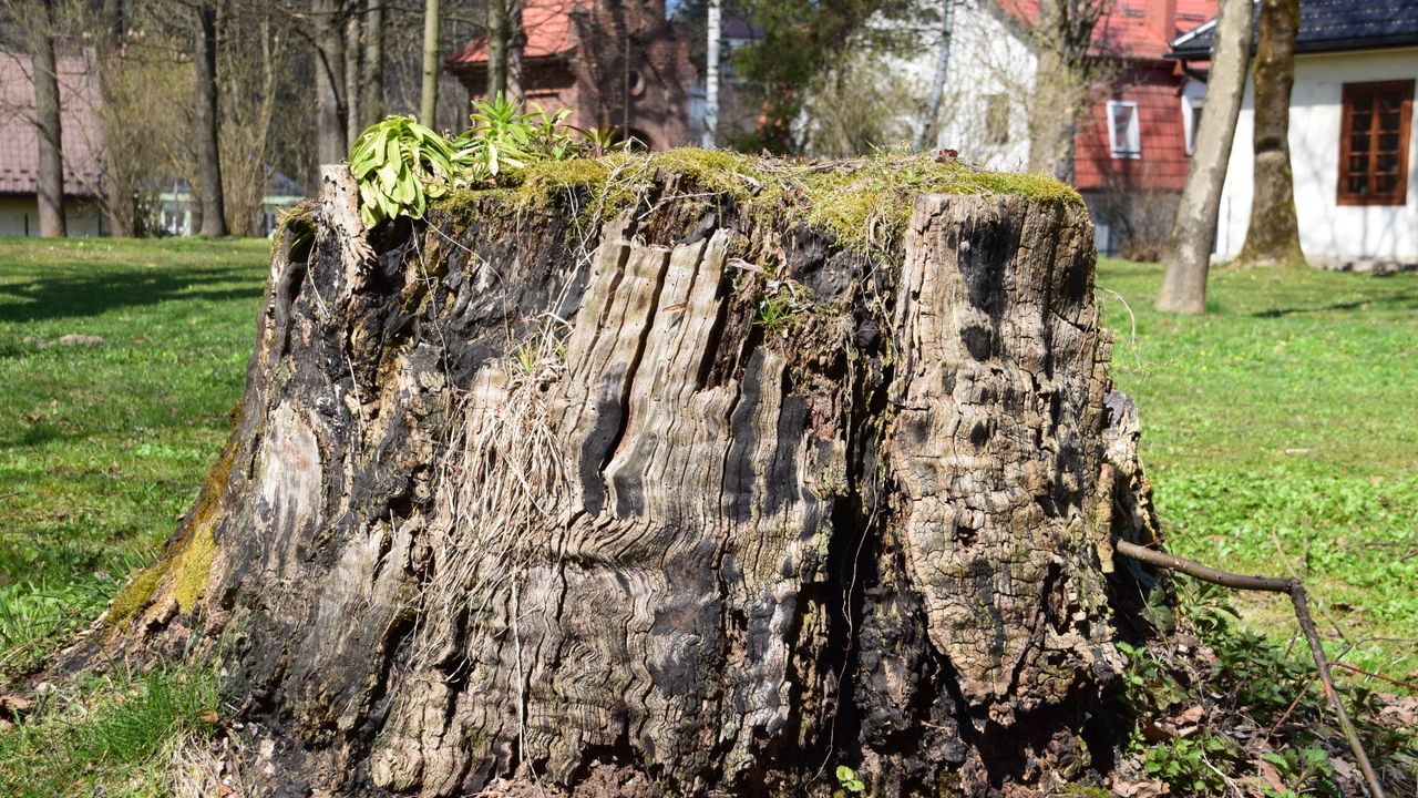 Stump Removal — Tree Services & Landscaping, Holland MI
