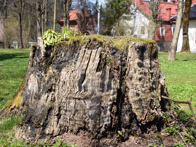 Stump Removal