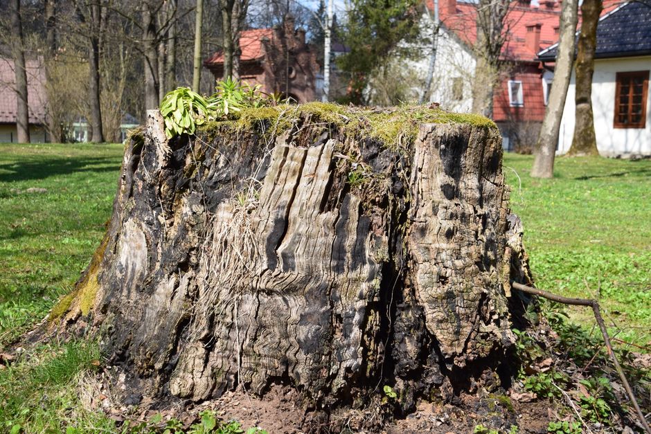 Large tree stump in a sunny residential garden — stump and root removal Surrey BC
