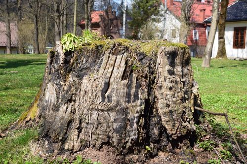 Free Large tree stump surrounded by grass in a residential garden on a sunny day. Stock Photo