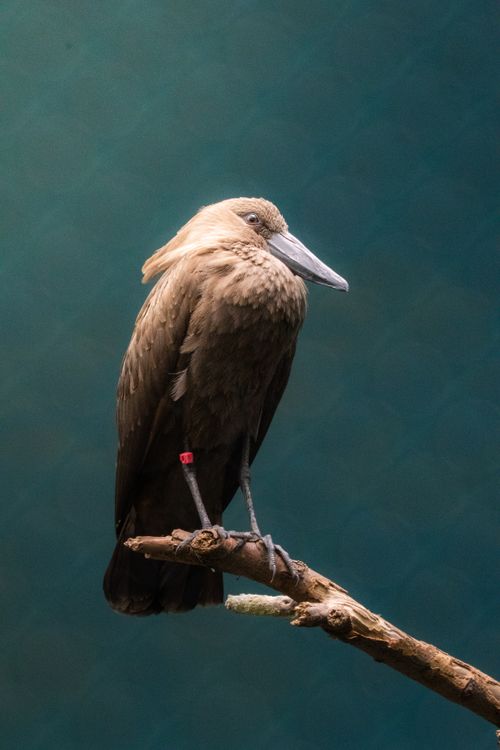 Free A hamerkop bird sits quietly on a branch, showcasing its distinctive profile against a soft blurred background. Stock Photo